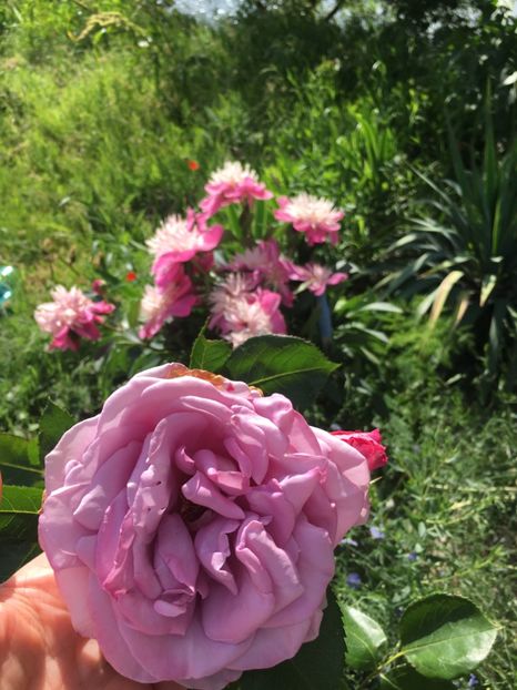 DE983829-B04E-42A6-9726-83E592C52F98 - Flori la balta 2019