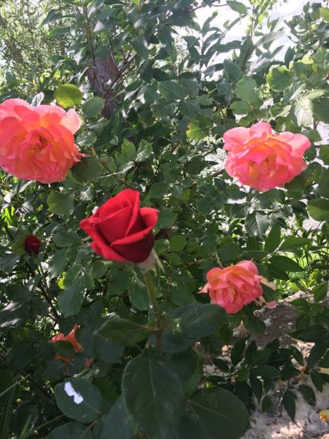 91A4A330-F435-4250-8D4E-320D6EE076AE - Flori la balta 2019