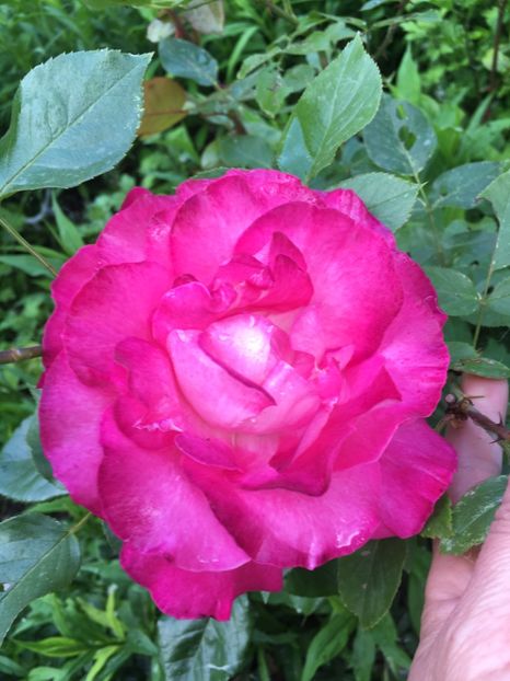 F7AC457D-011F-4A7D-9A05-C47B19C34FE3 - Flori la balta 2019