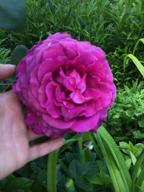 EE462FCF-0962-46BC-A67B-5ED9EB05D5F8 - Flori la balta 2019