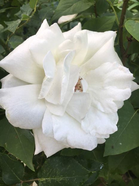 53A03CBD-D20B-4C48-B2DC-04C73FCAB9C9 - Flori la balta 2019