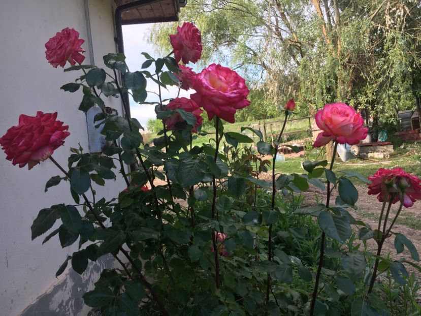 829CF5AE-1F7F-4C66-A6D5-0BB14E782EE6 - Flori la balta 2019