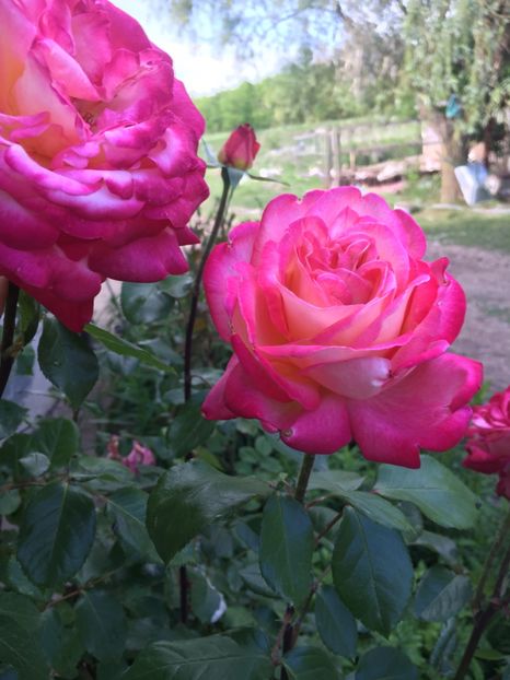 C521EEA8-A4B5-4F6C-B4DB-79A499FA1005 - Flori la balta 2019