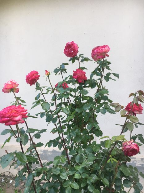 445CFEAD-134A-47C2-9880-B34BB0FB991B - Flori la balta 2019