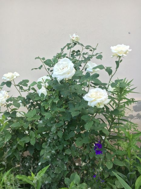 407AF624-4362-4E4E-B340-DBDFCF8086C0 - Flori la balta 2019