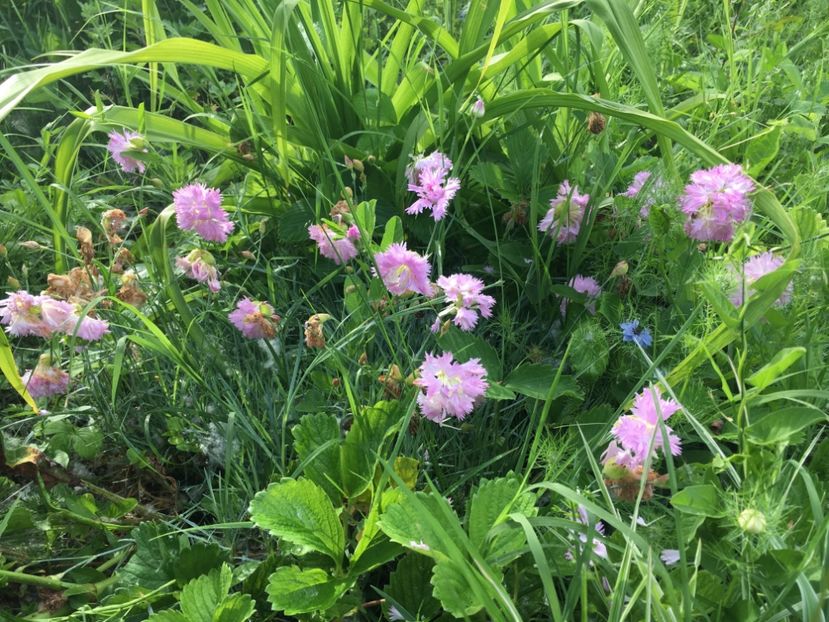 ED13E4AF-EDE2-4761-8399-59FF2890468B - Flori la balta 2019