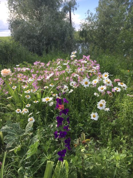 7CCBFBD6-FFC9-4194-A13F-07D824AB6790 - Flori la balta 2019