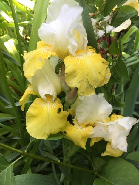 99C10D97-E098-4C3C-A6D1-B32FEBA431A6 - Iriși 2019 2024