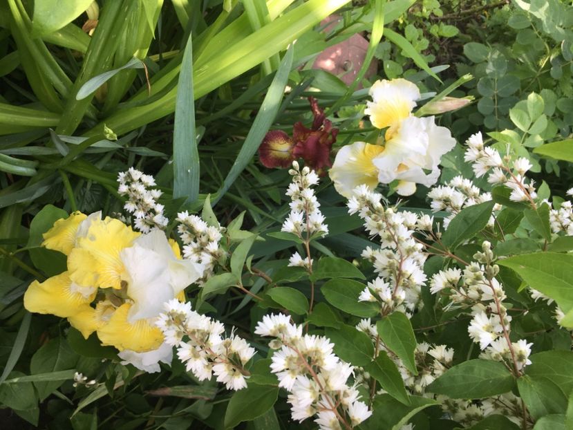 765F1474-4EB2-464F-9FC9-3D40395BDE5F - Iriși 2019 2024