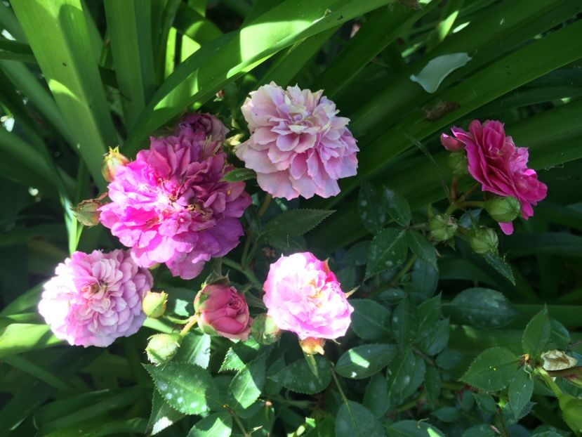 23D688F4-9595-41A5-A440-EE3C4516E943 - Mai 2019
