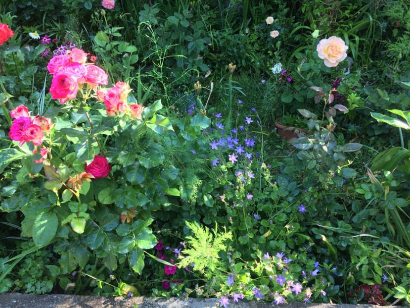 3F61F252-B64A-453A-A18E-70C4D23E54D7 - Mai 2019