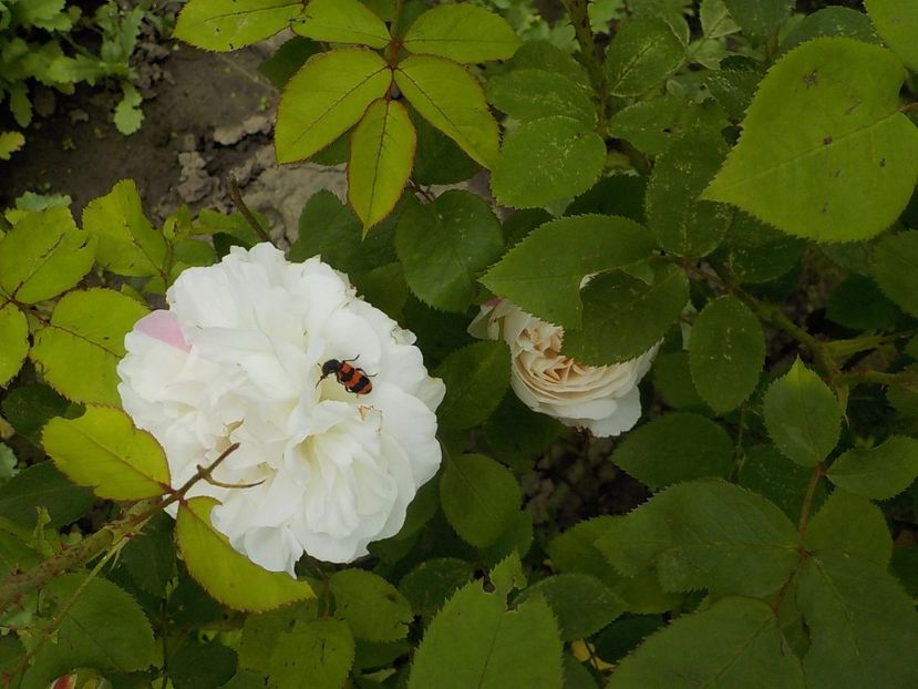  - Flori si insecte
