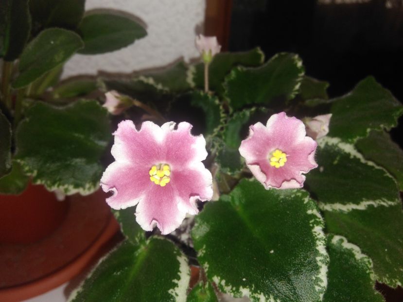 27 mai 2019 - ZzZ_LE Karusel