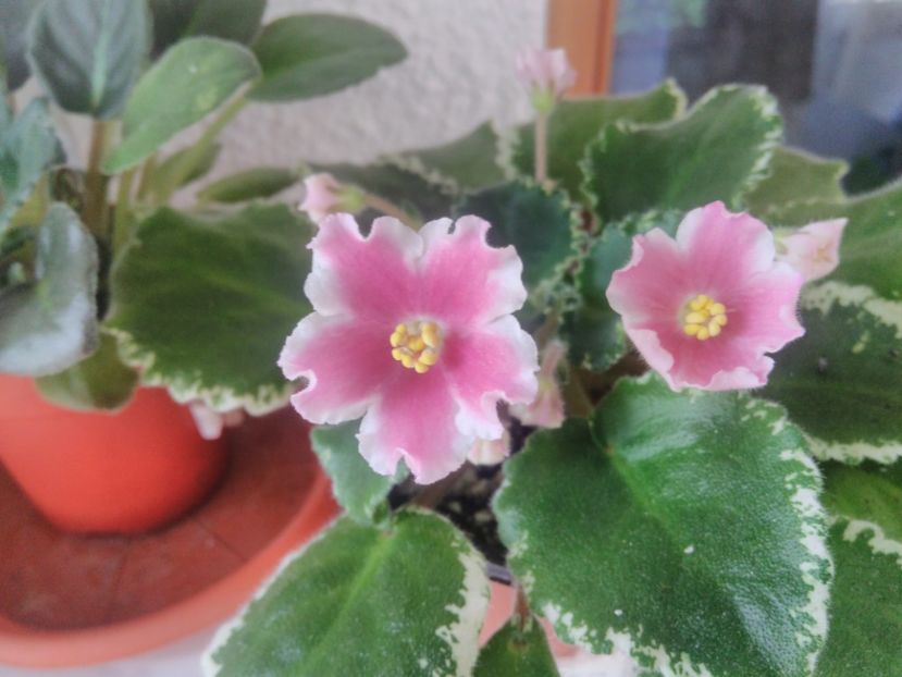 27 mai 2019 - ZzZ_LE Karusel