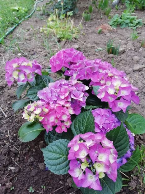 2019-27.05 - Hortensii