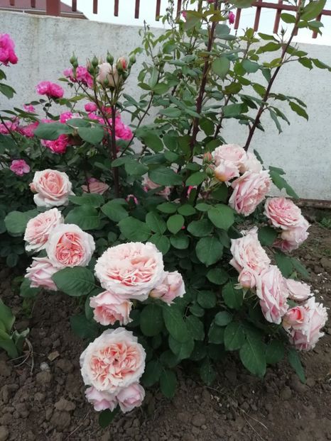 2019-27.05 - Festival de Jardin Chaumont