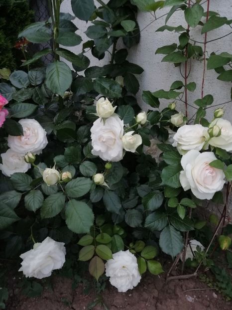 2019-27.05 - Palais royal