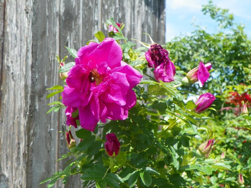 Roserai de l'Hay - Trandafiri 2019 1