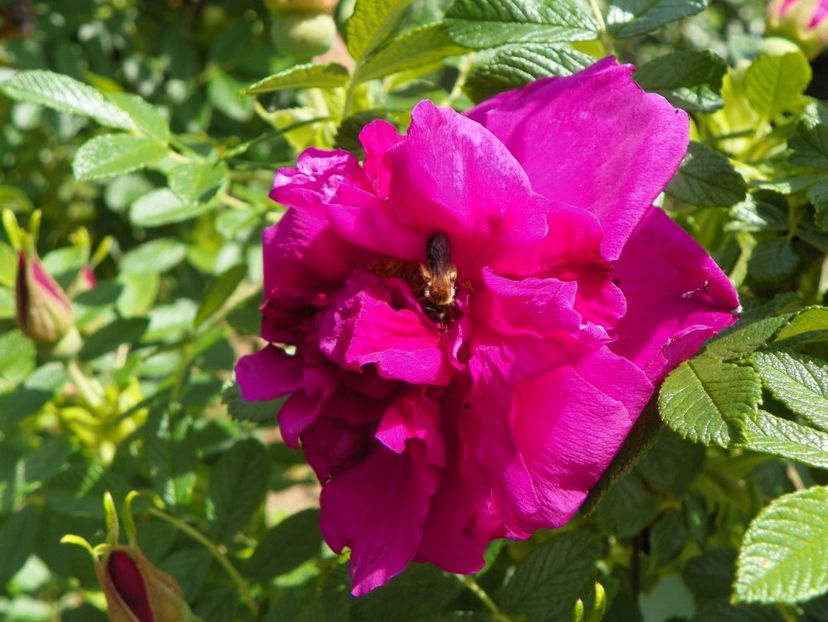 Roserai de l'Hay - Trandafiri 2019 1