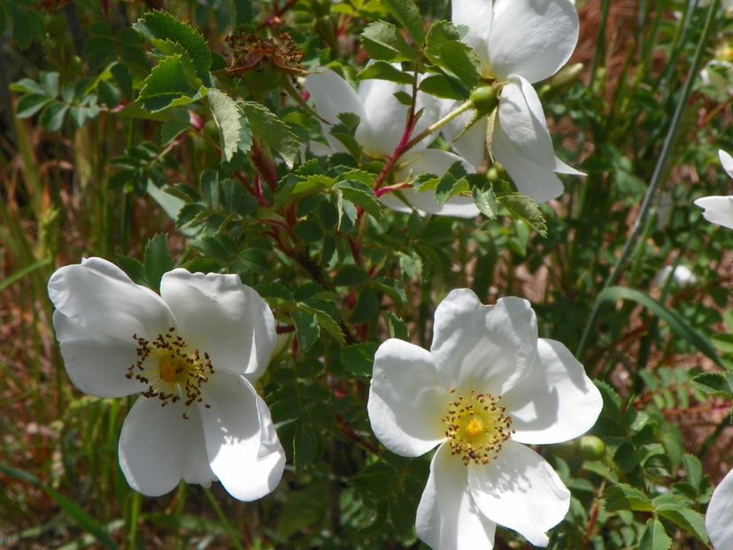 Compactilla - Trandafiri 2019 1