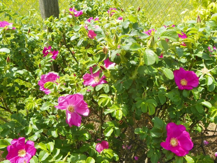 rosa rugosa Rubra - Trandafiri 2019 1