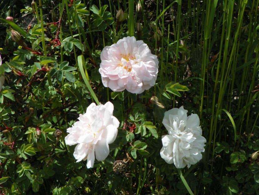 Stanwell Perpetual - Trandafiri 2019 1