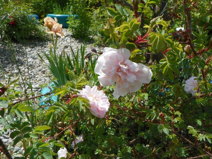 Stanwell Perpetual - Trandafiri 2019 1