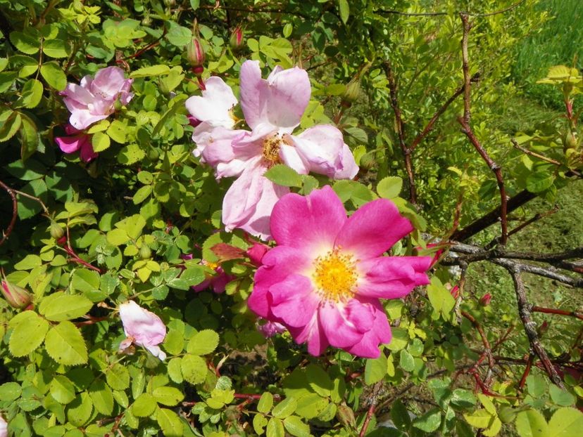 Marguerite Hilling - Trandafiri 2019 1