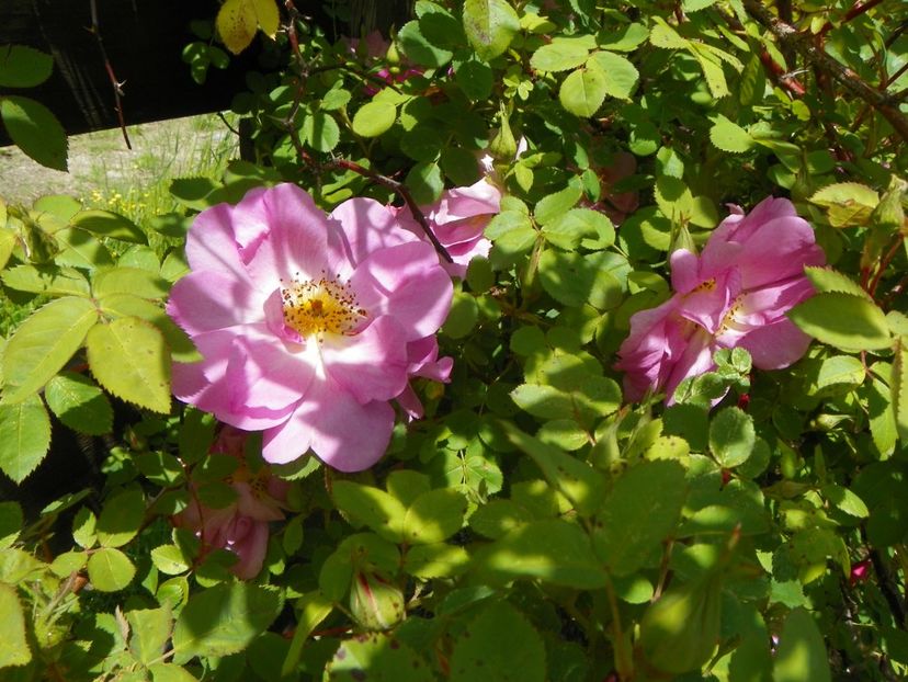 Marguerite Hilling - Trandafiri 2019 1