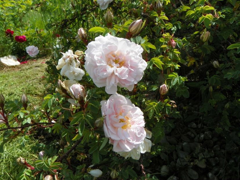 Stanwell Perpetual - Trandafiri 2019 1