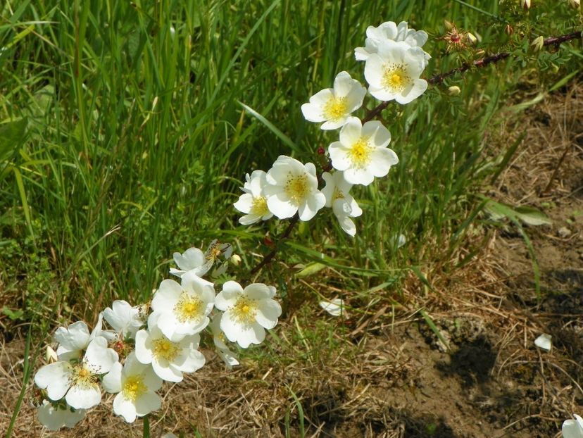 spinosissima Repens - Trandafiri 2019 1