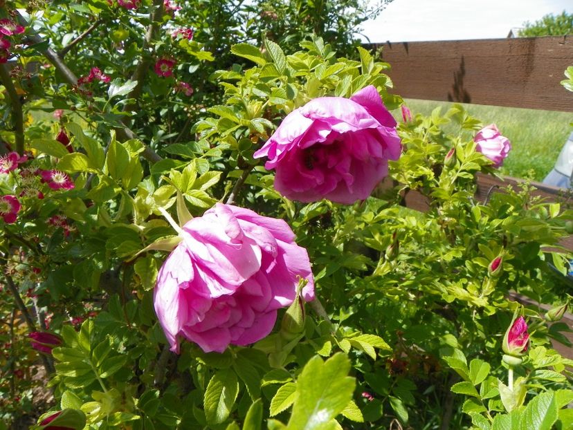 Pink Roadrunner - Trandafiri 2019 1