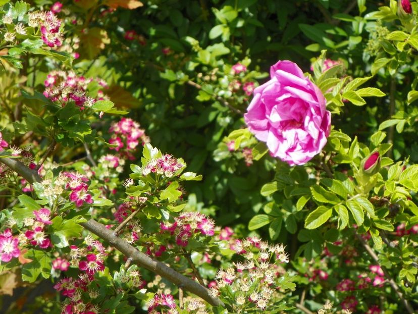 Pink Roadrunner - Trandafiri 2019 1