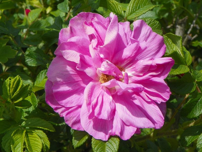 Belle Poitevine - Trandafiri 2019 1