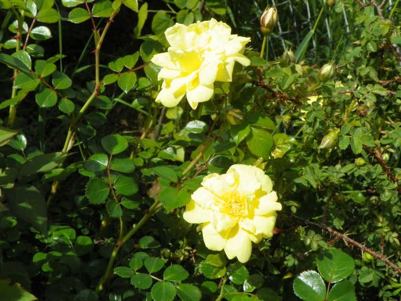 Harison's Yellow - Trandafiri 2019 1