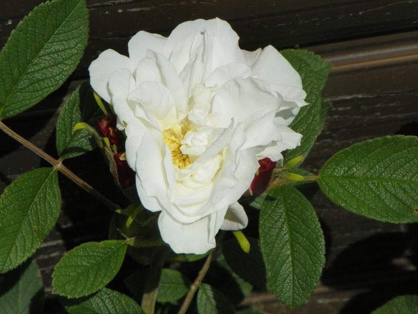 Louise Bugnet - Trandafiri 2019 1