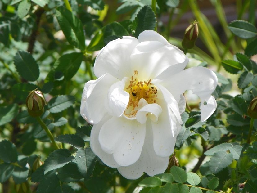 Juhannusruusu - Trandafiri 2019 1