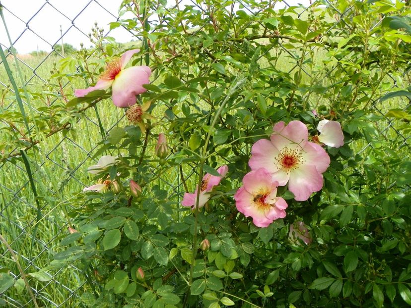 Fruhlingsmorgen - Trandafiri 2019 1