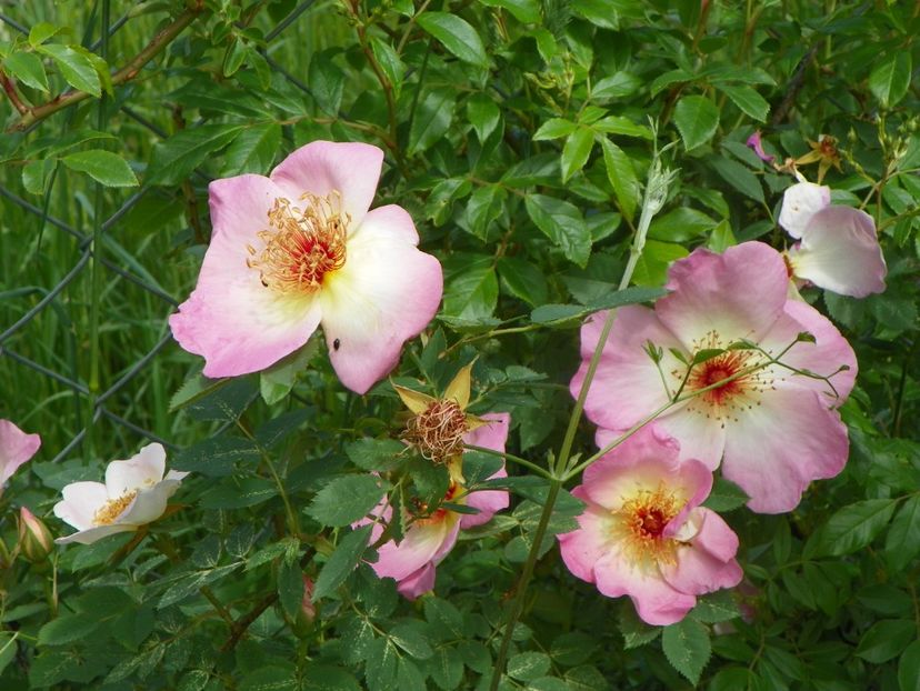 Fruhlingsmorgen - Trandafiri 2019 1