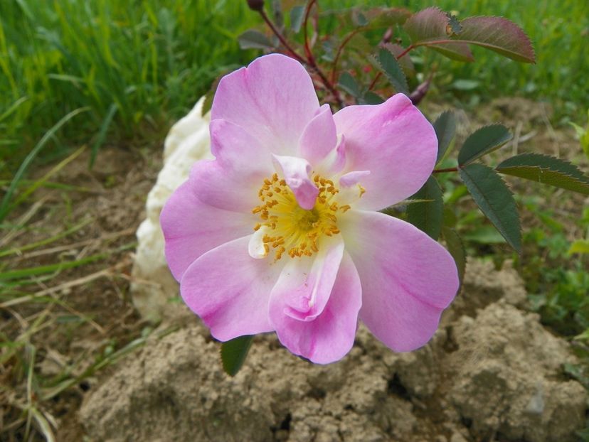 rosa rubrifolia Nova - Trandafiri 2019 1