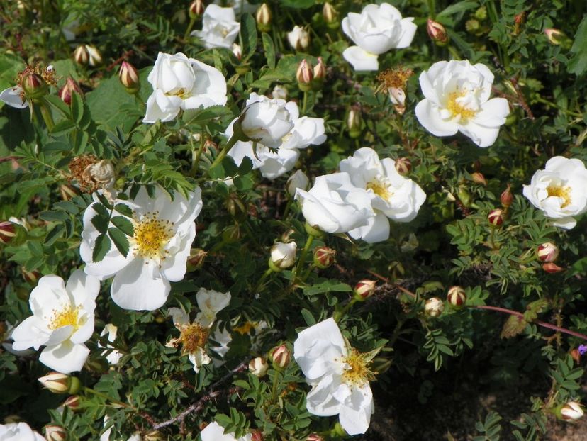 spinosissima Altaica - Trandafiri 2019 1