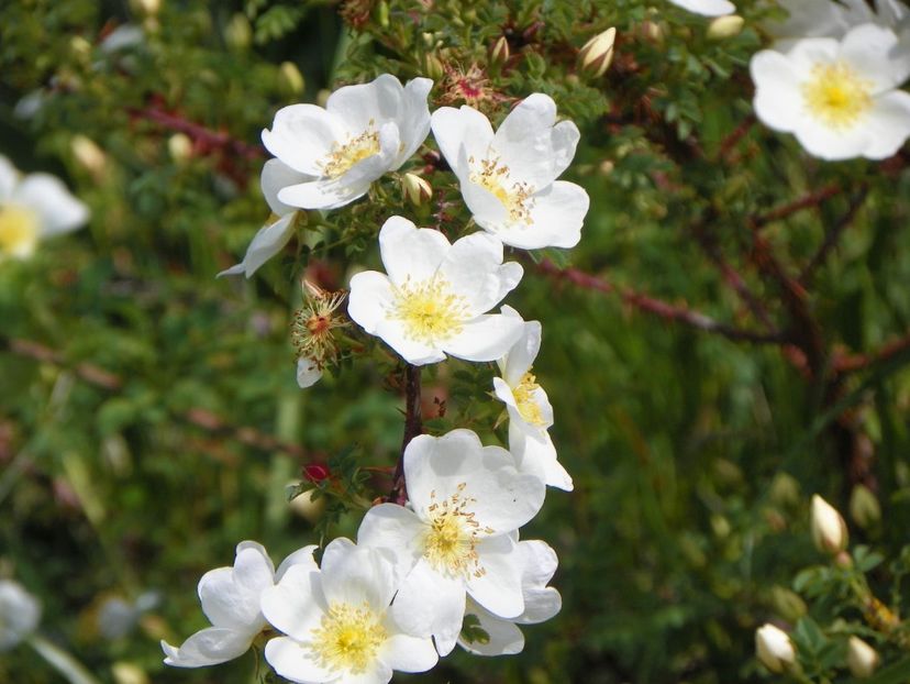 spinosissima Repens - Trandafiri 2019 1