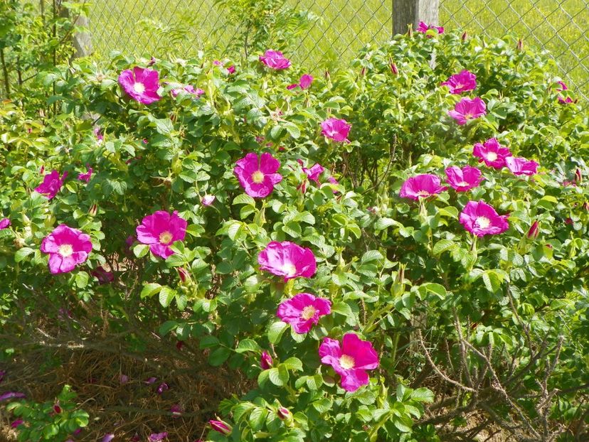 rosa rugosa Rubra - Trandafiri 2019 1