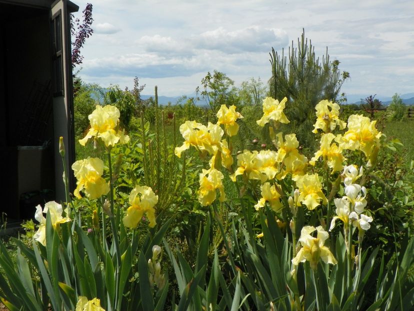 Sangreal - Irisi si bujori 2019