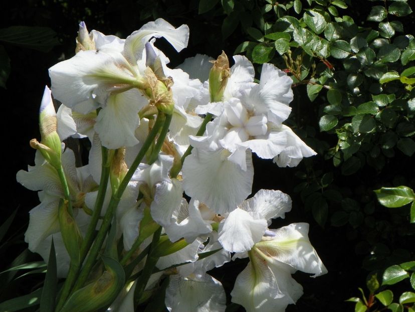 English Cottage - Irisi si bujori 2019