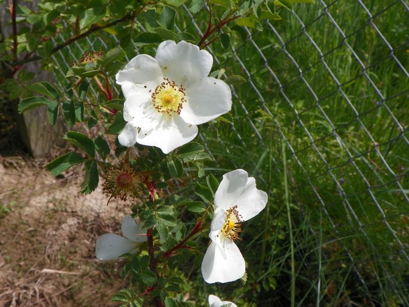 Compactilla - Trandafiri 2019 1