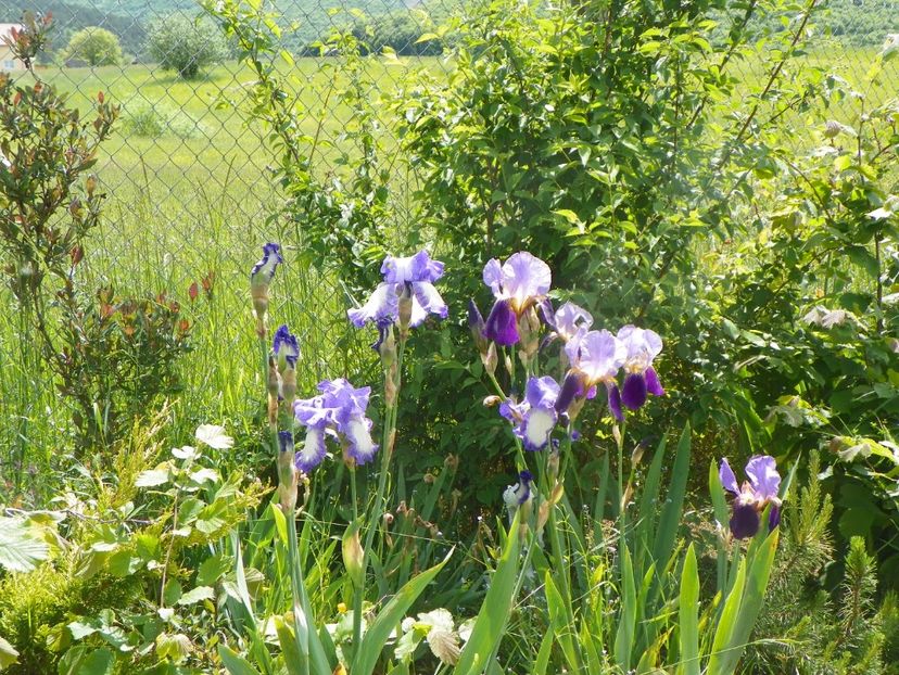 Rococo si Lent a Williamson - Irisi si bujori 2019