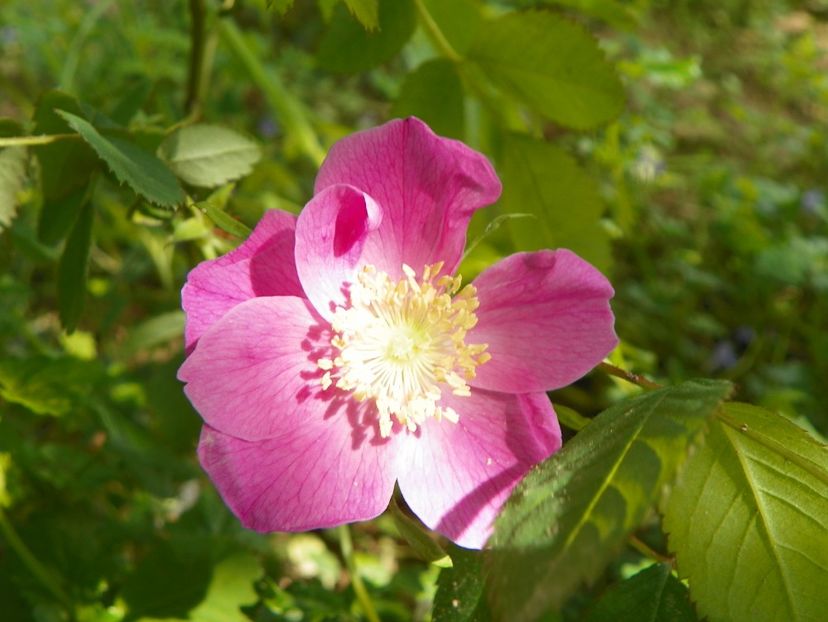 rosa pendulina - Trandafiri 2019 1