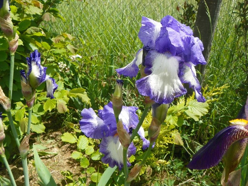 Rococo - Irisi si bujori 2019