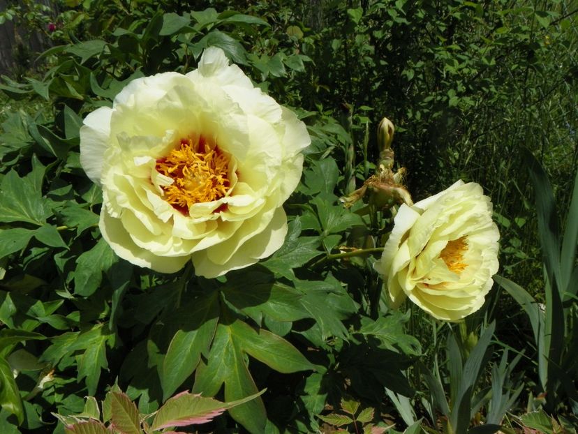 High Noon - Irisi si bujori 2019